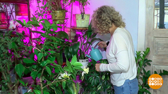 Больше цветов — чище воздух? Доброе утро. Фрагмент