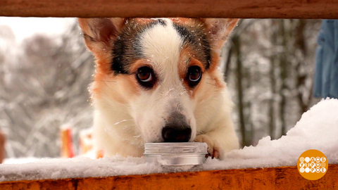 Мы с собакой — следопыты! Доброе утро. Фрагмент 
