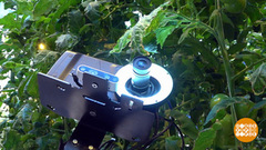 Чем болеют помидоры? Робот знает! Доброе утро. Фрагмент 