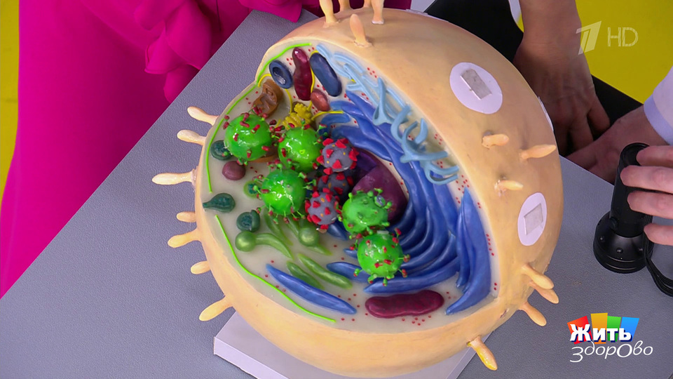 Грипп — прививка поможет? Жить здорово! Фрагмент выпуска от 12.03.2026