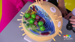 Грипп — прививка поможет? Жить здорово! Фрагмент 