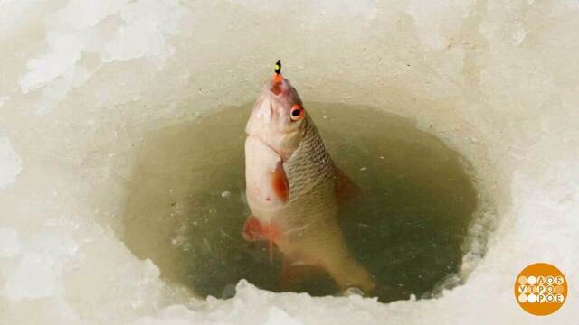 Плотва, люби сухари! И сухое молоко... Доброе утро. Фрагмент 