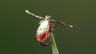 Специалисты прогнозируют настоящее нашествие клещей и комаров этой весной