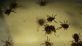 Более 100 россиян обратились к врачам из-за укуса клещей с начала весны