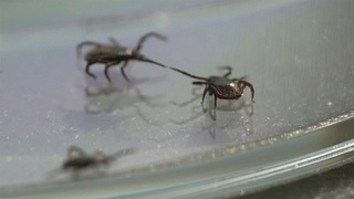 Этой весной ученые прогнозируют особую активность клещей