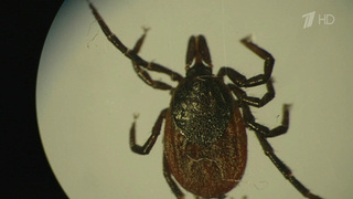 Из-за аномально теплой погоды в разных регионах начинают просыпаться клещи