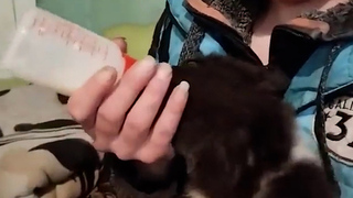 Двухмесячного медвежонка с запиской из Карелии подкинули в Ленобласти: видео