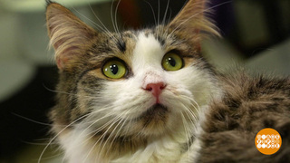 Котик, проходи на ингаляцию! Доброе утро. Фрагмент 