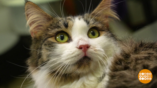 Котик, проходи на ингаляцию! Доброе утро. Фрагмент 