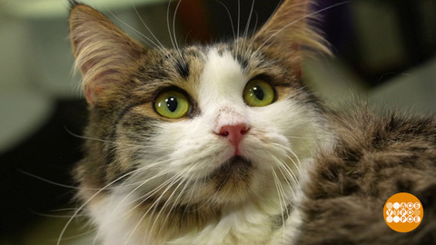 Котик, проходи на ингаляцию! Доброе утро. Фрагмент 