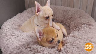 Покупаете щенка? Проверьте заводчика! Доброе утро. Фрагмент 