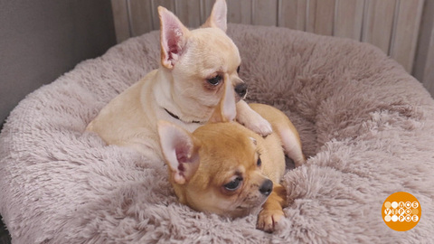 Покупаете щенка? Проверьте заводчика! Доброе утро. Фрагмент 