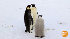 Каждый пингвин — отличный семьянин! Доброе утро. Фрагмент 