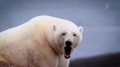 «Арктический трилистник. Русский форпост». Документальный фильм. Анонс