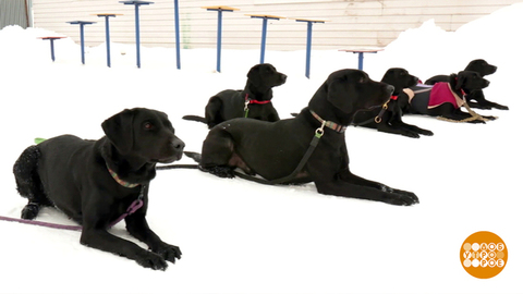 Щенячий отряд готовится в спасатели. Доброе утро. Фрагмент
