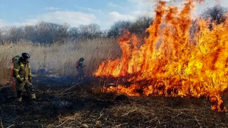 Сухой камыш стал причиной пожара на площади 7 га в Ставрополе: видео
