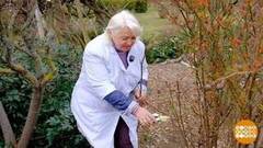 Все в сад! На обрезку деревьев! Доброе утро. Фрагмент 