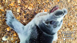 Видео недели: технологии, происшествия и животные. Человек и закон. Фрагмент 