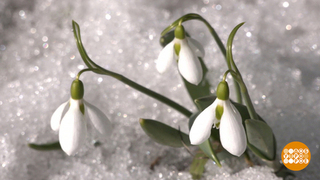 Подснежник, нагадай мне счастье... Доброе утро. Суббота. Фрагмент 