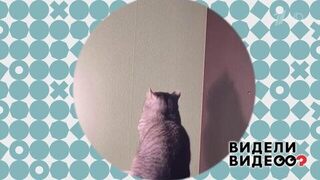 Медитирующий кот. Видели видео? Фрагмент