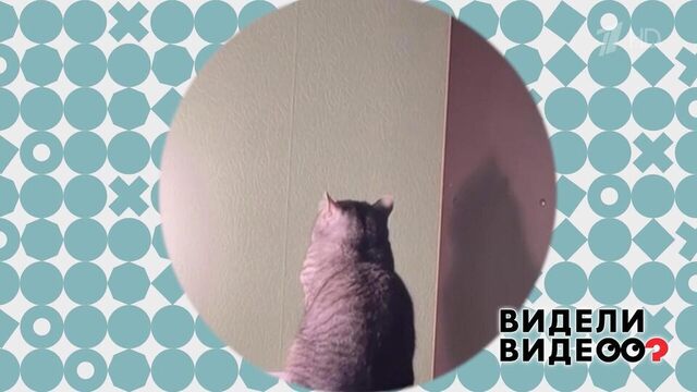 Медитирующий кот. Видели видео? Фрагмент