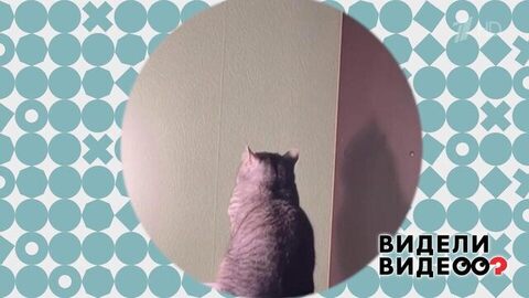 Медитирующий кот. Видели видео? Фрагмент