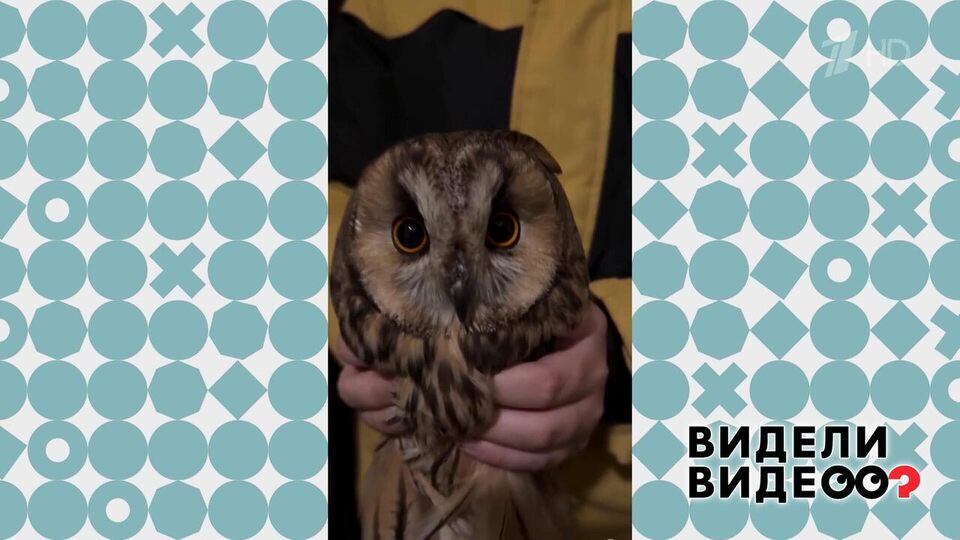 Мальчик принес домой сову. Видели видео? Фрагмент выпуска от 22.03.2026