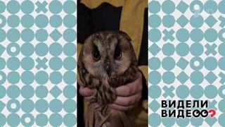 Мальчик принес домой сову. Видели видео? Фрагмент 