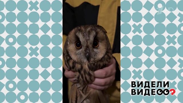 Мальчик принес домой сову. Видели видео? Фрагмент 