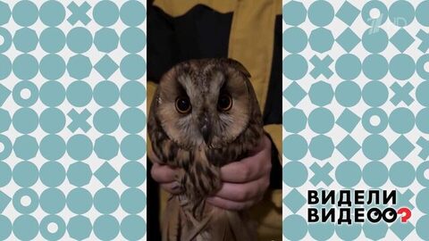 Мальчик принес домой сову. Видели видео? Фрагмент 