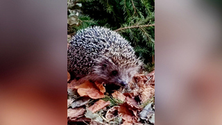 В Московском зоопарке проснулись белогрудые ежи: видео