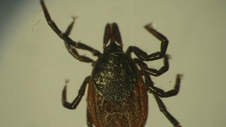 Из-за резкого весеннего потепления в России на два месяца раньше проснулись клещи