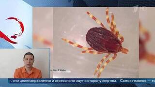 «Не сидят в засаде» — биолог об отличии африканских клещей от обычных