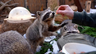 Банда енотов проснулась в Московском зоопарке после зимней спячки: видео