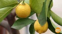 Павлово — родина лимонов. Доброе утро. Фрагмент