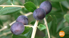 Маслины и оливки: какая разница? Доброе утро. Фрагмент 