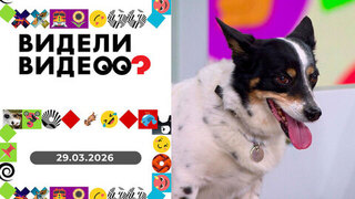 Собака-улыбака, шпиц в луже, самая нарядная собака.Видели видео? Выпуск от 29.03.2026
