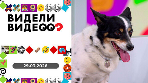 Собака-улыбака, шпиц в луже, самая нарядная собака.Видели видео? Выпуск от 29.03.2026