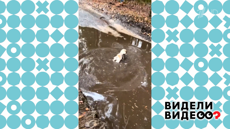Шпиц в луже. Видели видео? Фрагмент выпуска от 29.03.2026