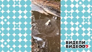 Шпиц в луже. Видели видео? Фрагмент 