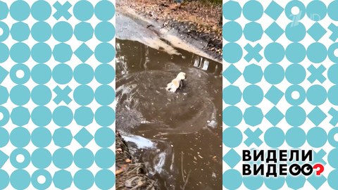 Шпиц в луже. Видели видео? Фрагмент 