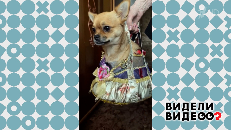 Самая нарядная собака. Видели видео? Фрагмент выпуска от 29.03.2026