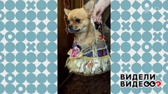 Самая нарядная собака. Видели видео? Фрагмент 