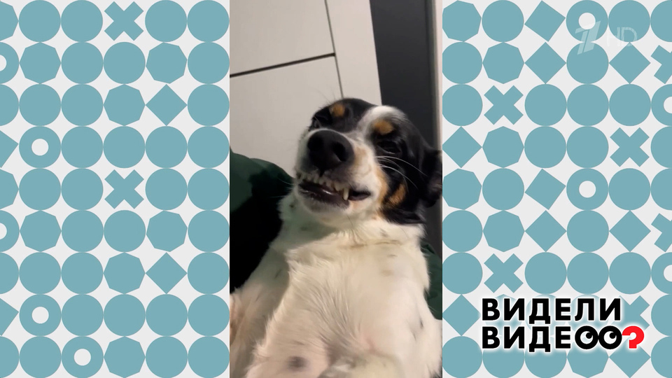 Собака-улыбака. Видели видео? Фрагмент выпуска от 29.03.2026