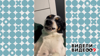 Собака-улыбака. Видели видео? Фрагмент