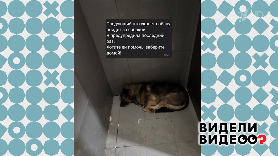 Курьер помог дворняжке — и был уволен. Видели видео? Фрагмент выпуска от 29.03.2026
