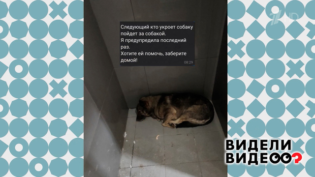 Курьер помог дворняжке — и был уволен. Видели видео? Фрагмент 