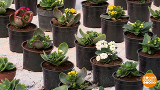 Каждому городу — целое море цветов! Доброе утро. Фрагмент 