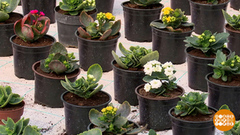 Каждому городу — целое море цветов! Доброе утро. Фрагмент 