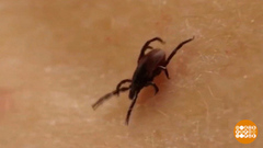 Клещи проснулись! Пора прививаться? Доброе утро. Фрагмент 